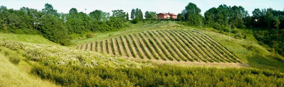 Il Pino Bioagricoltura Villa Terranuova Bracciolini Eksteriør billede